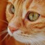 读者“老猫不吃鱼”的头像，一只趴在键盘旁的橘猫剪影插画