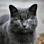 读者「一只叫布丁的猫」头像
